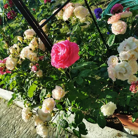 Trakia Garden Ξενοδοχείο Σάνι Μπιτς