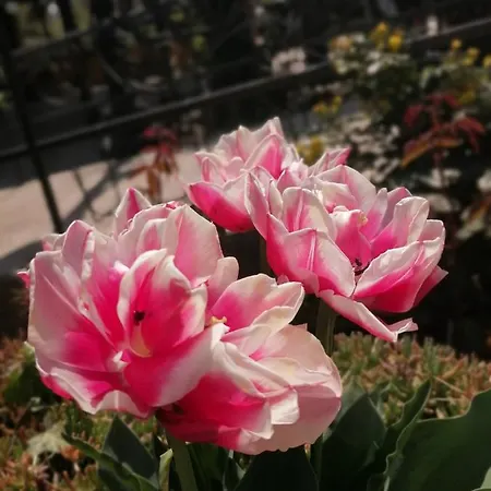Hotel Trakia Garden