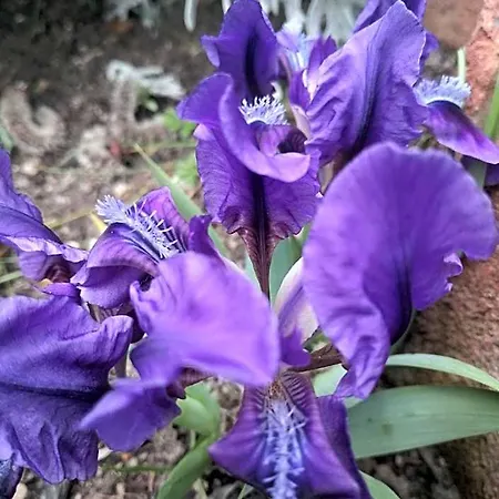 Trakia Garden ホテル