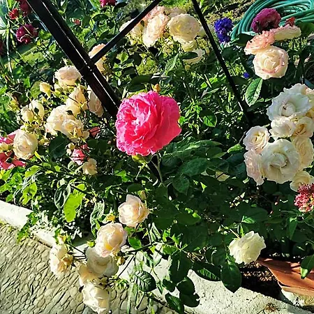 ホテル Trakia Garden 3*