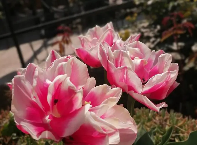 酒店 Trakia Garden