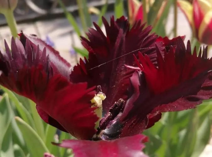 Trakia Garden Szálloda