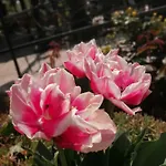 מלון Trakia Garden