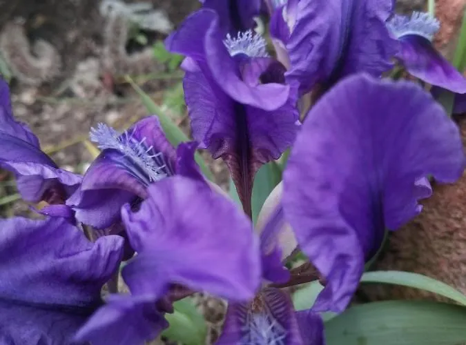 Ξενοδοχείο Trakia Garden